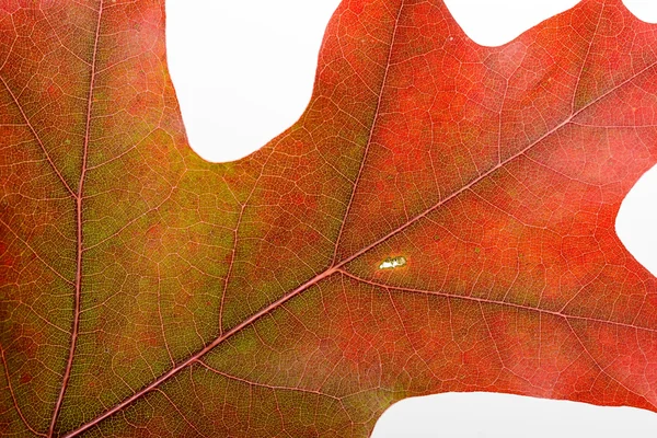 Autumn Oak Leaf Macro — Stock Photo, Image