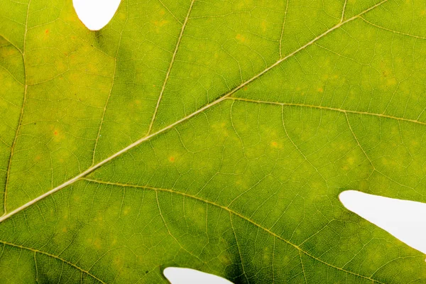 Foglia di quercia autunno macro — Foto Stock