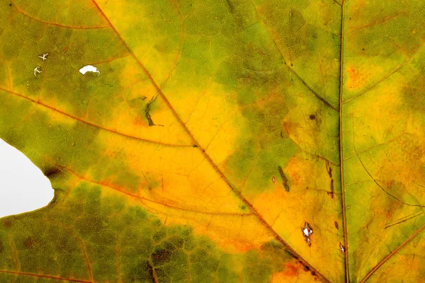 Макро, Осенний Мэйпл Лиф — стоковое фото