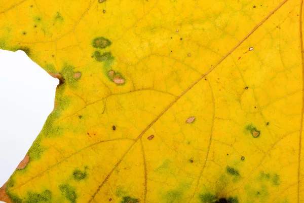 Macro de hoja de arce de otoño — Foto de Stock
