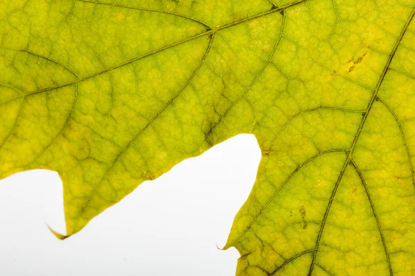 Autumn Maple Leaf Macro — Stock Photo, Image