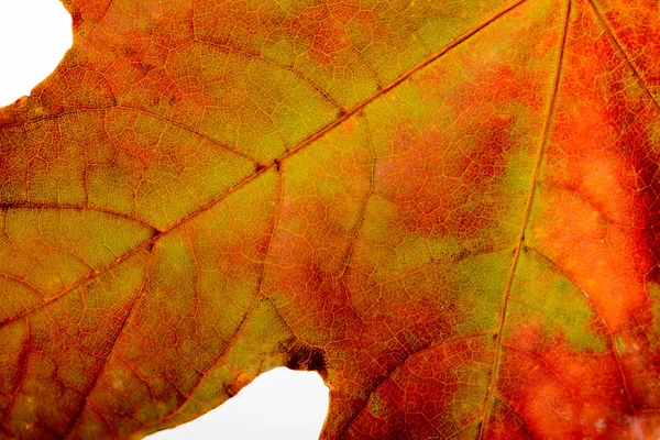 Autumn Maple Leaf Macro — Stock Photo, Image