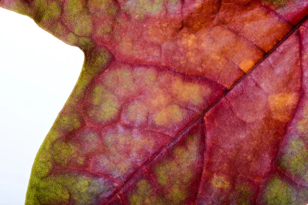 Autumn Maple Leaf Macro — Stock Photo, Image