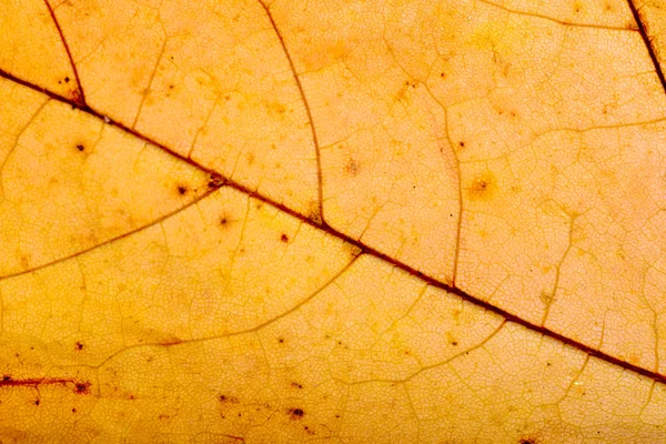 Autumn Maple Leaf Macro — Stock Photo, Image