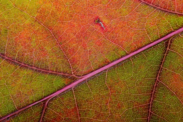 Autumn Oak Leaf Macro — Stock Photo, Image