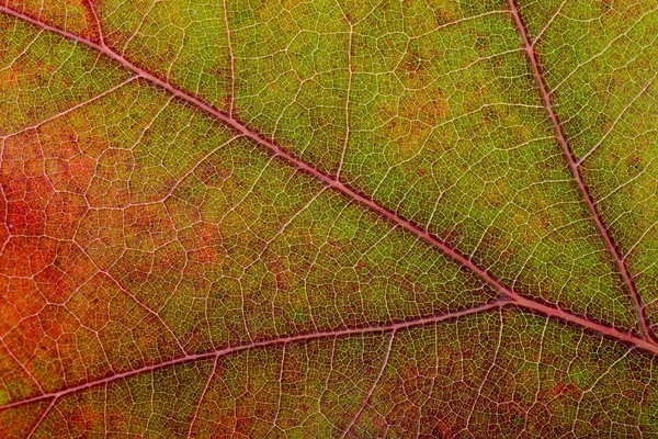 Autumn Oak Leaf Macro — Stock Photo, Image