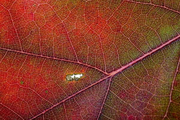 Autumn Oak Leaf Macro — Stock Photo, Image