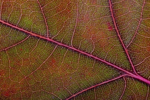 Autumn Oak Leaf Macro — Stock Photo, Image