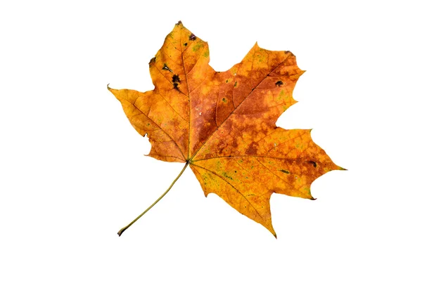 Autumn Maple Leaf — Stock Photo, Image