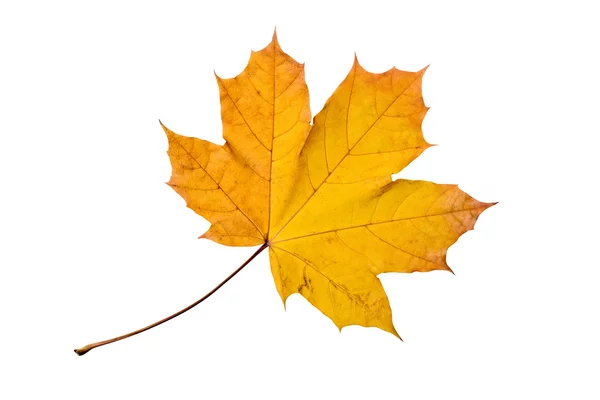 Autumn Maple Leaf — Stock Photo, Image