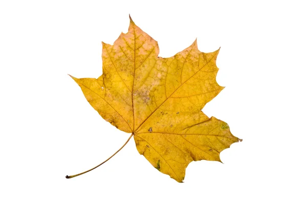 Autumn Maple Leaf — Stock Photo, Image