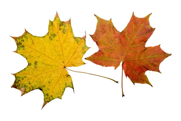 Autumn Maple Leaves — Stock Photo, Image