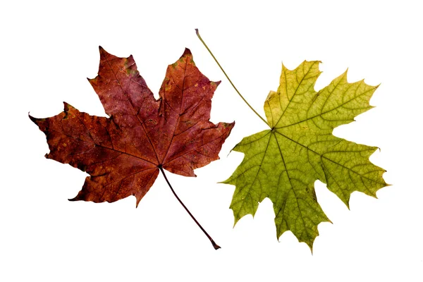 Autumn Maple Leaves — Stock Photo, Image