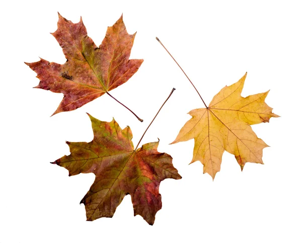 Autumn Maple Leaves — Stock Photo, Image