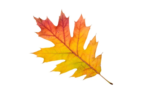 Autumn Oak Leaf — Stock Photo, Image