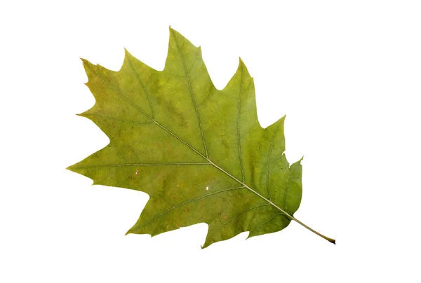 Jesienny liść dębu — Zdjęcie stockowe