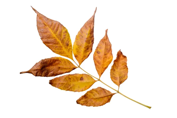 Herfst Ash Tree verlof — Stockfoto