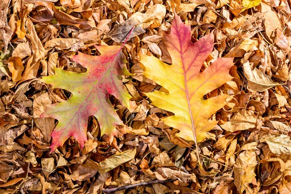 Oak Leaves in Autumn — Stock Photo, Image