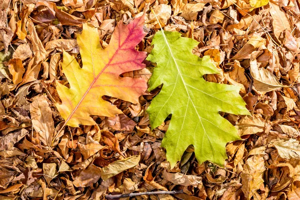 Eikenbladeren in de herfst — Stockfoto