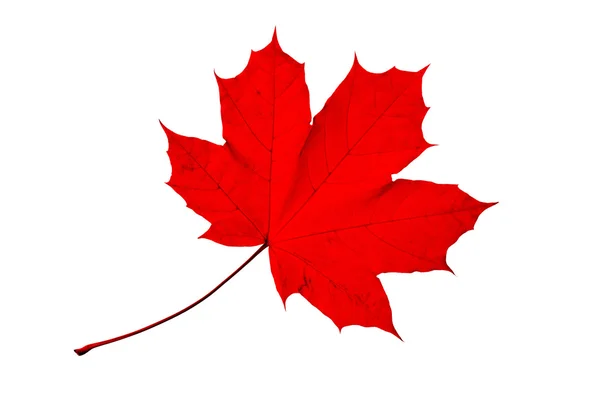 Autumn Maple Leaf — Stock Photo, Image