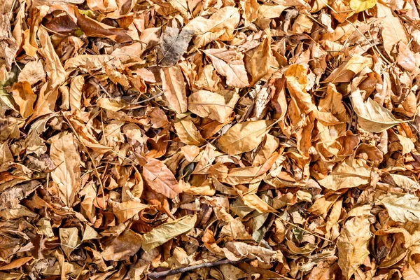 Brown Dry Linden Leaves Autumn Use Background — Stock Photo, Image