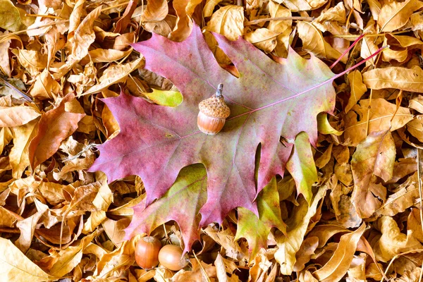 Herfst bladeren en Acorn — Stockfoto