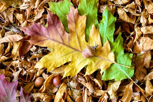 Sonbahar yaprakları ve meşe palamudu — Stok fotoğraf
