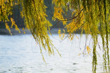 Ağlayan söğüt dalları sonbahar göle yakın rüzgar tarafından taşınır