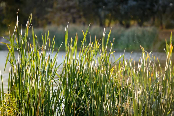 Bulrush Leaves Close Lake Autumn — Stock Photo, Image