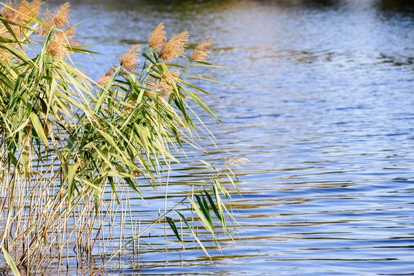 Bulrush Flowers and Leaves — Stock Photo, Image