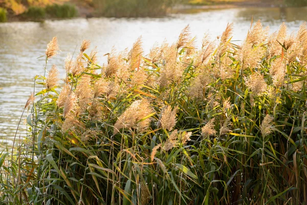 Bulrush Flowers and Leaves — Stock Photo, Image