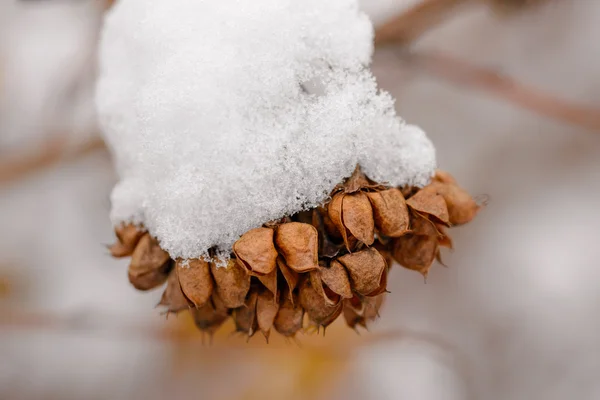 Makro Detalj Frusen Snö Gren Med Frön Sina Baljor Den — Stockfoto