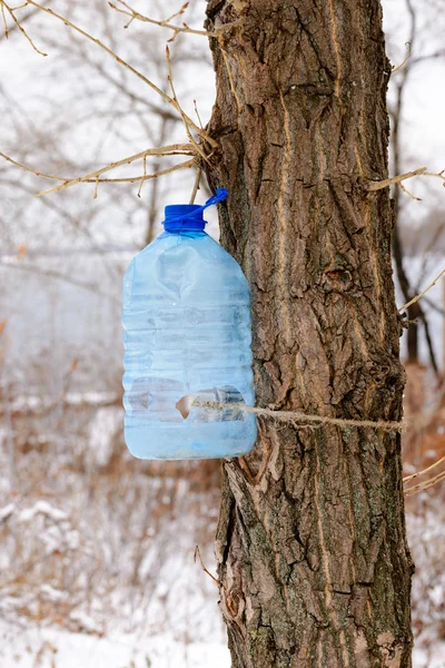 Birds Feeder — Stock Photo, Image