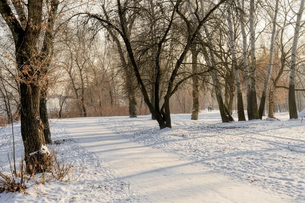 Neve Copre Terreno Del Parco Durante Inverno Sole Della Sera — Foto Stock