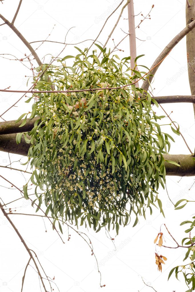 Viscum album or mistletoe is a hemiparasite on several species of trees, it has a significant role in European mythology, legends, and customs