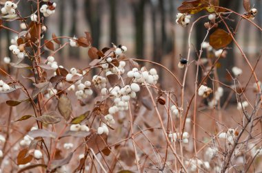 Kışın Snowberry meyve
