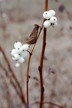 Kışın Snowberry meyve