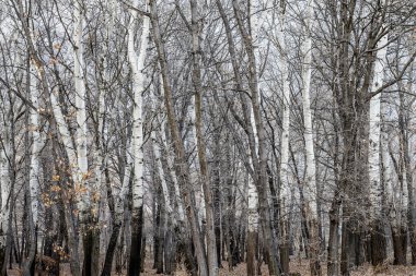 Ağaç ve kışın ağaçlar