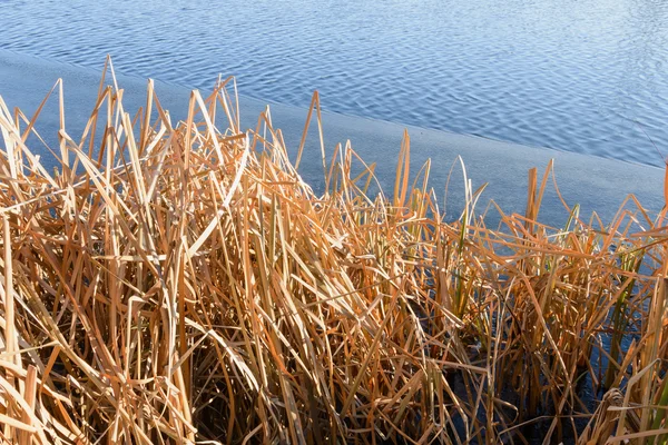 Cañas secas en el lago —  Fotos de Stock