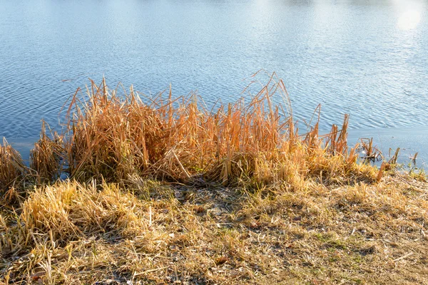 Cañas secas en el lago —  Fotos de Stock