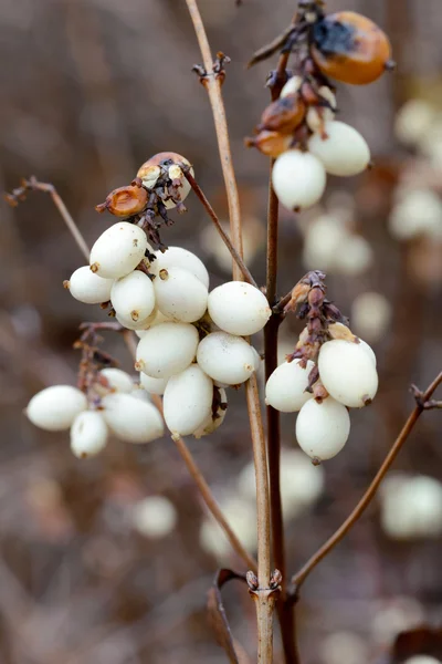 Kışın Snowberry meyve — Stok fotoğraf