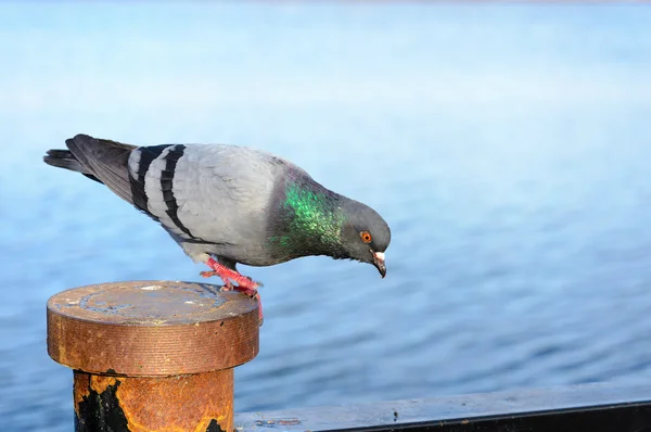 Divertente piccione grigio — Foto Stock