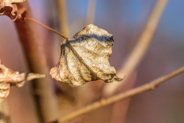 Hoja seca de invierno — Foto de Stock