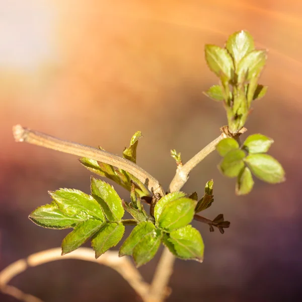 Hojas de primavera poco tiernas —  Fotos de Stock