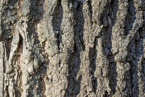 Detalle Corteza Gran Árbol Viejo —  Fotos de Stock