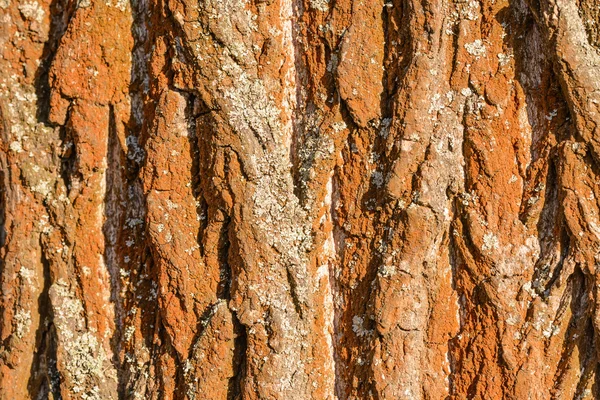 Corteza de árbol —  Fotos de Stock