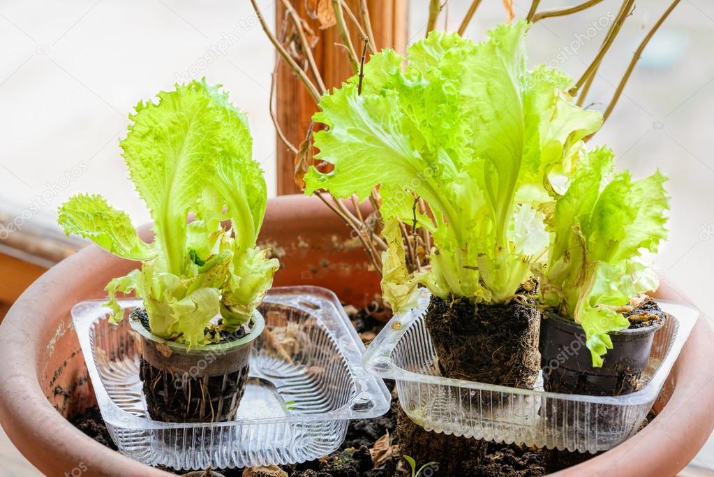 сельдерей на подоконнике из кочерыжки. салат в горшочке из магазина. как вырастить салат из покупного. салат листовой. как вырастить салат из покупного.