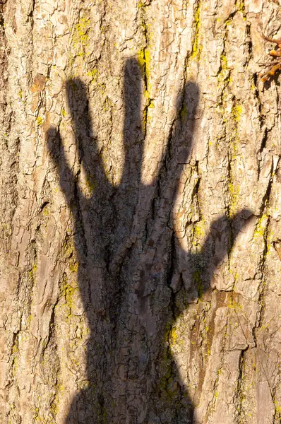 Una Sombra Mano Tronco Árbol Simbolizando Una Parada —  Fotos de Stock