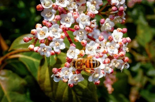 Bee on Tree Flowers — Stock Photo, Image