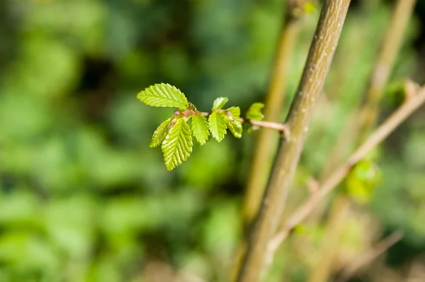 Hojas Árboles Verdes Jóvenes Durante Primavera Italia — Foto de Stock